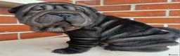 Shar Pei perros en venta: EXCELENTE CAMADA DE SHAR PEI - Anuncio 9