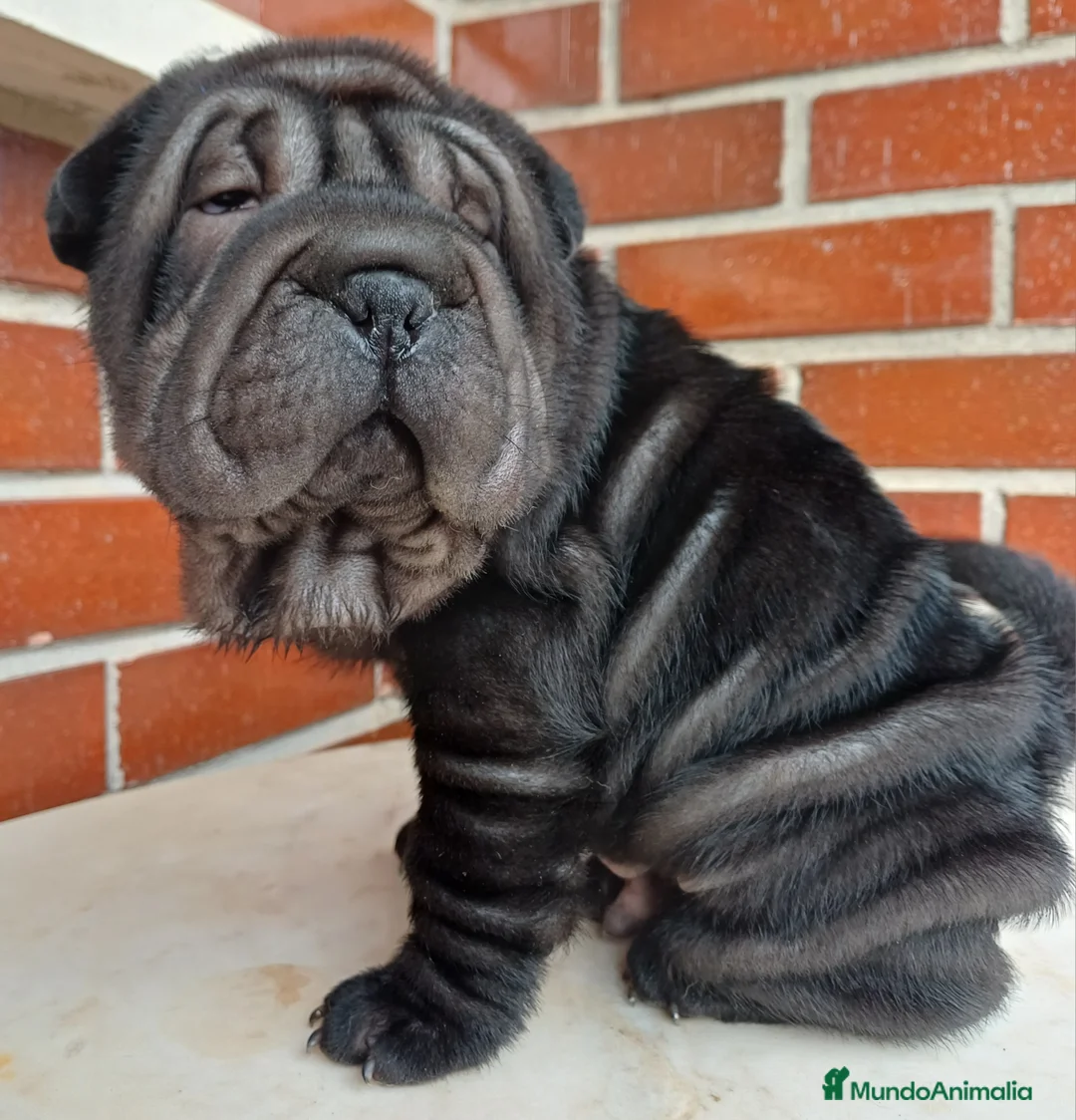 Shar Pei perros en venta: EXCELENTE CAMADA DE SHAR PEI - Anuncio 9