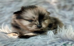 Pomerania perros en venta: Pomerania  - Imagen 3