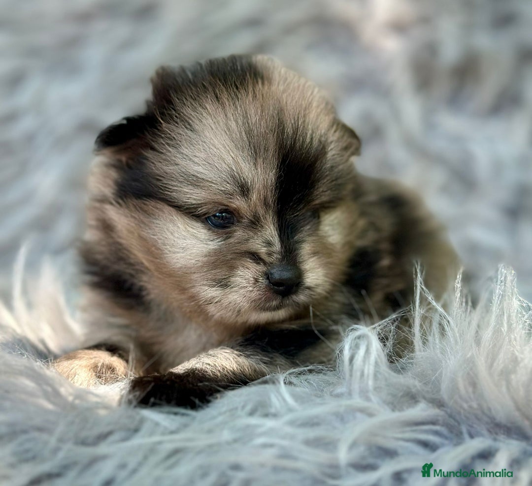 Pomerania perros en venta: Pomerania  - Imagen 3