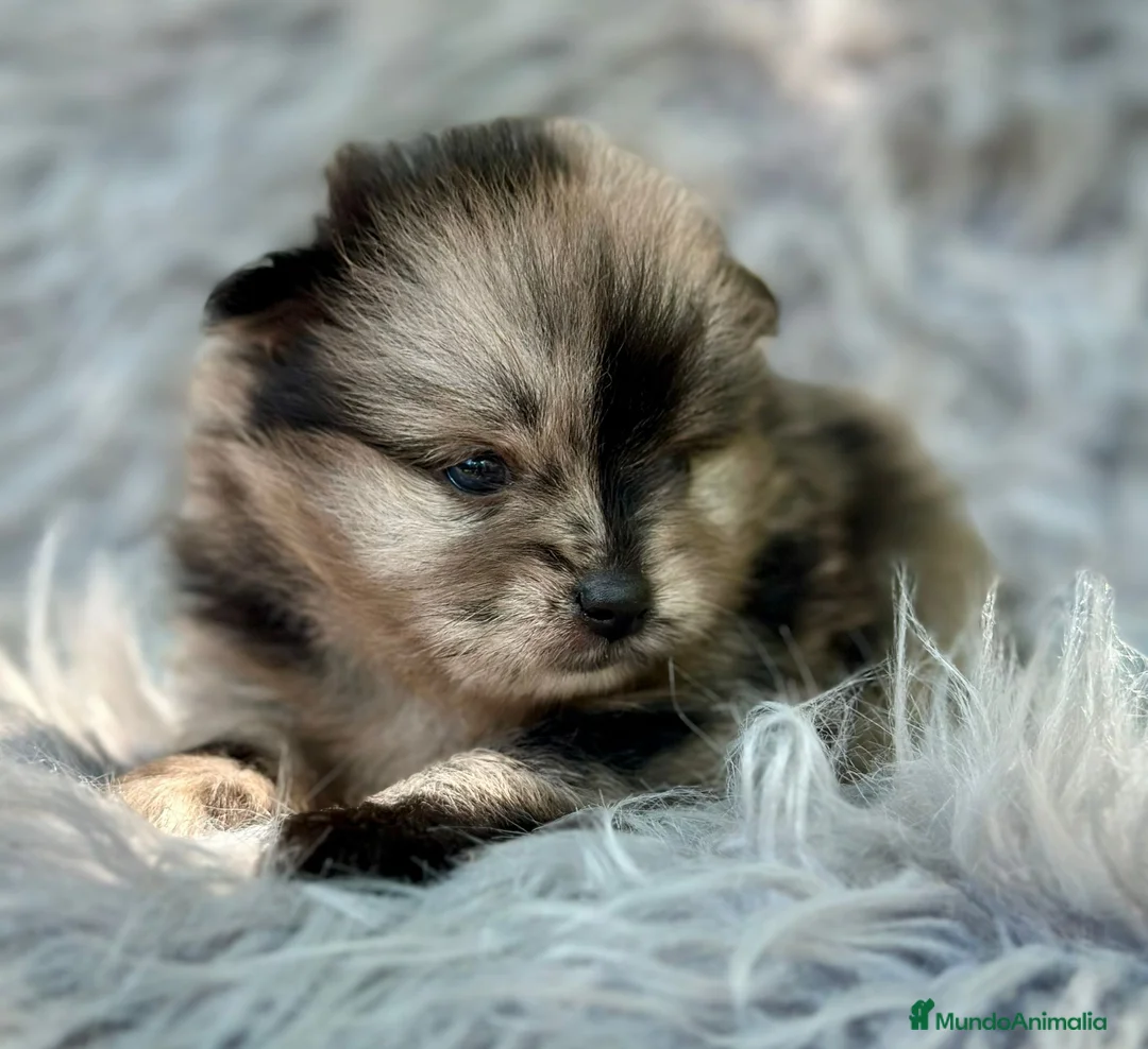 Pomerania perros en venta: Pomerania  - Anuncio 3