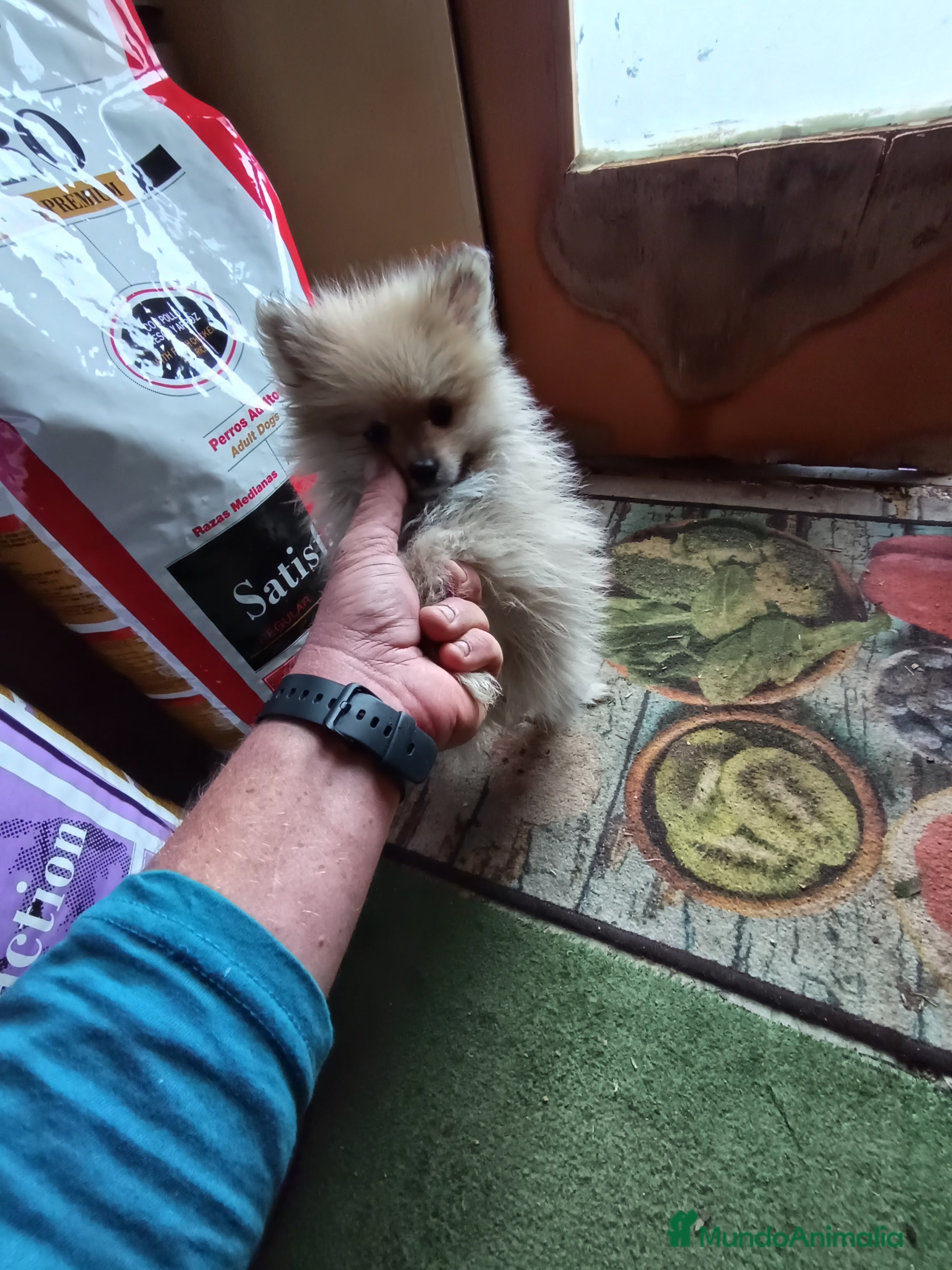 Spitz pequeño - Kleinspitz perros Spitz enano  - Anuncio 1