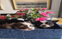 Chihuahua perros en venta: Chihuahua pelo largo  - Anuncio 6