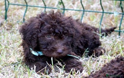 Perro de Agua Español perros en venta: Cachorros perro de agua español - Imagen 31