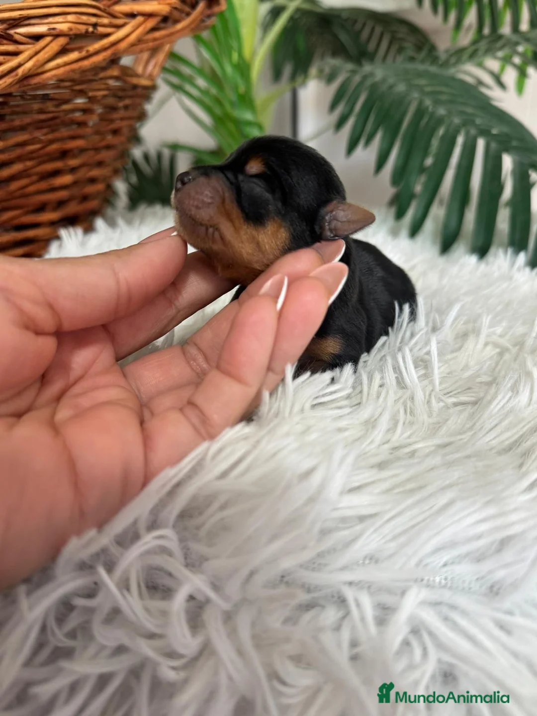 Yorkshire Terrier perros en venta: YORKSHIRE TERRIER - Anuncio 5