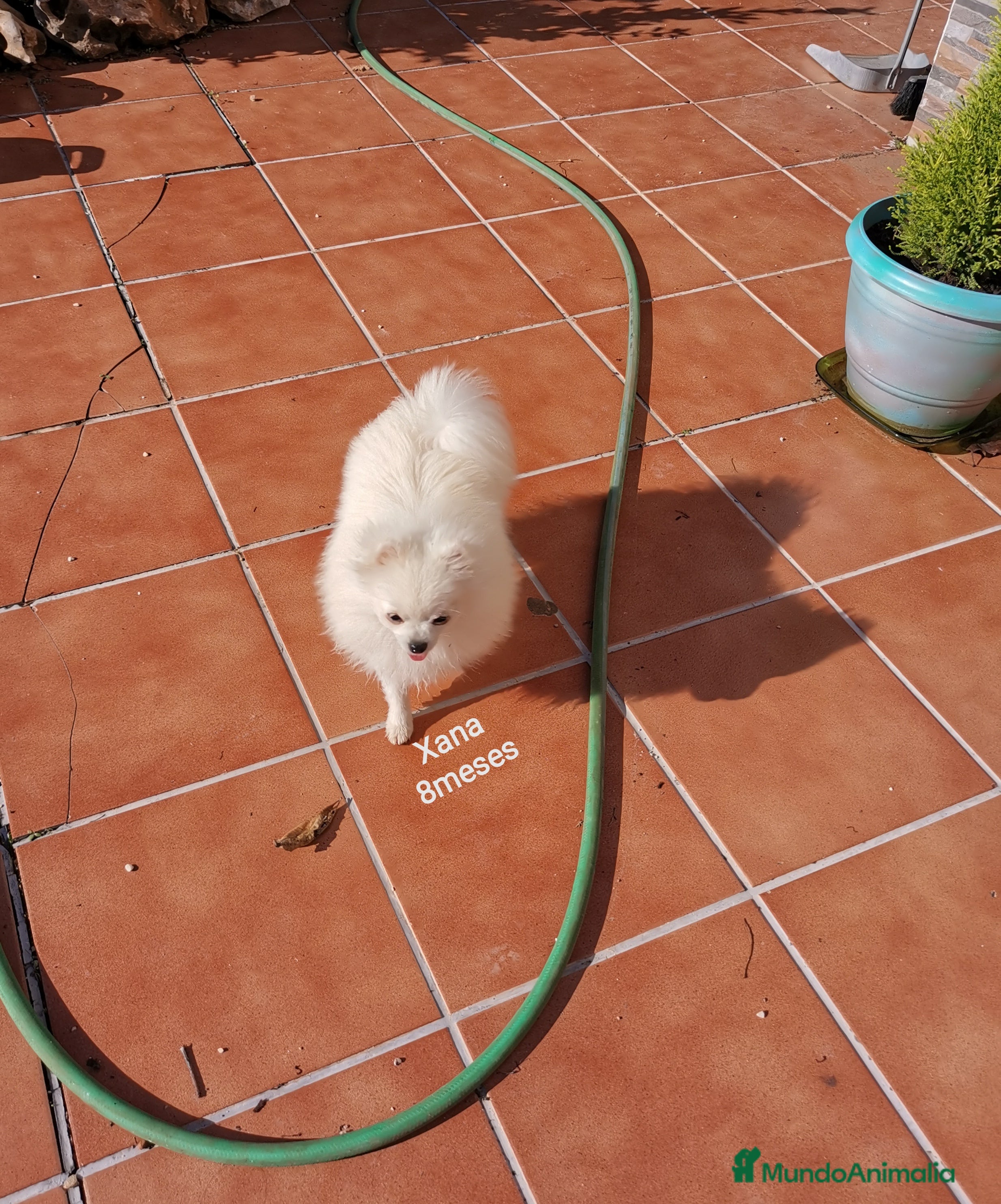 Pomerania perros Pomerania hembra 1,500kg con 8 meses  - Anuncio 25