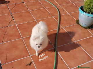 Pomerania perros - Anuncio 35