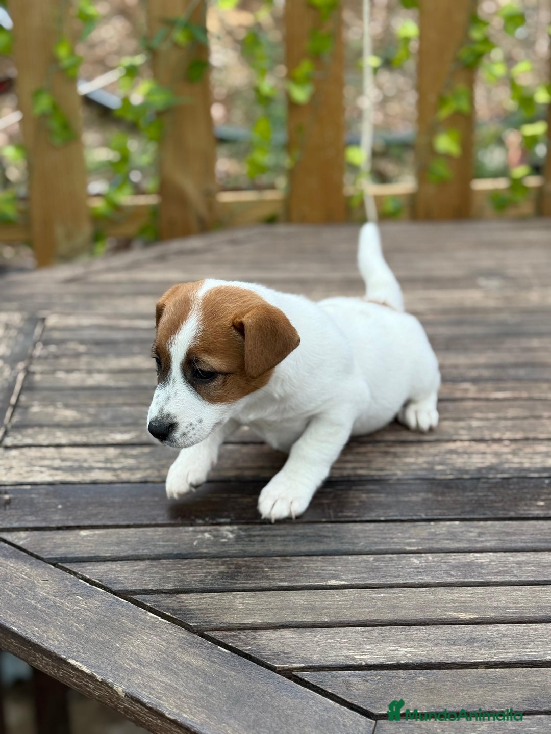 Jack Russell Terrier perros en venta: Jack Russell juguetones bicolor preciosos  - Anuncio 3