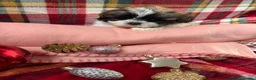Shih Tzu perros en venta: Shih tzu hembras disponibles!!! - Anuncio 2