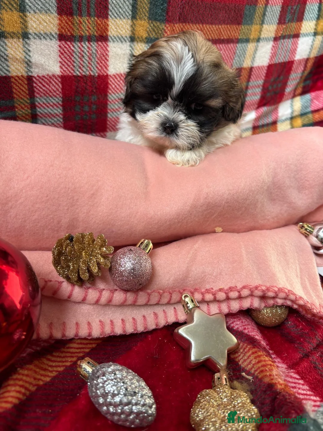 Shih Tzu perros en venta: Shih tzu hembras disponibles!!! - Anuncio 2