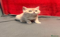 Británico de Pelo Corto gatos en venta: Monísima British Golden  - Imagen 8