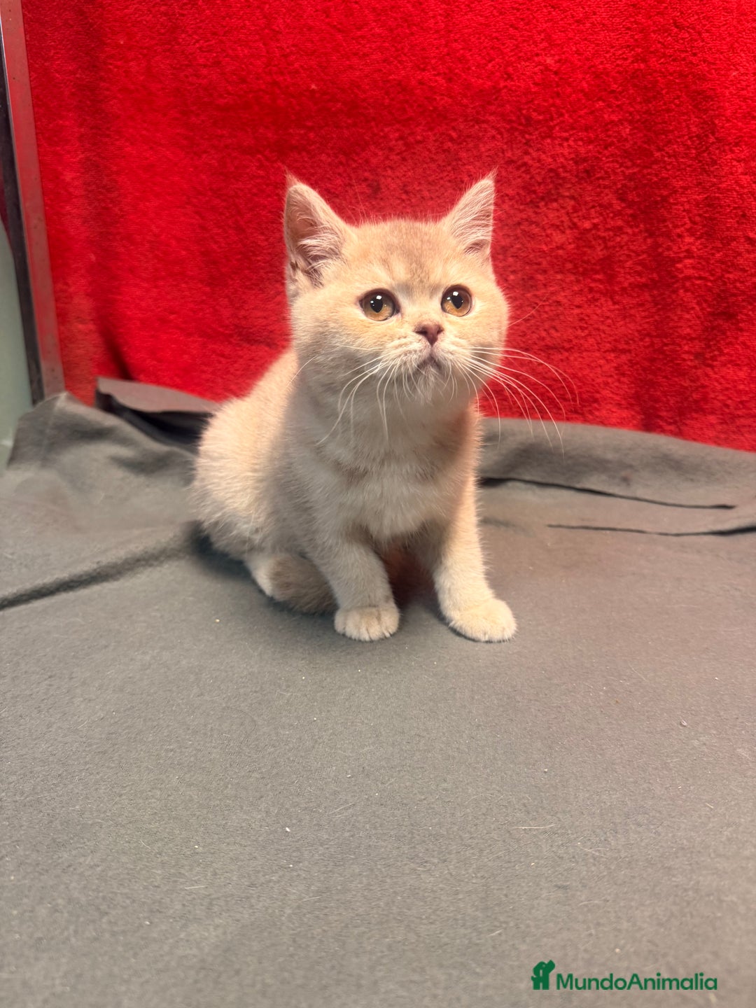 Británico de Pelo Corto gatos en venta: Monísima British Golden  - Imagen 8