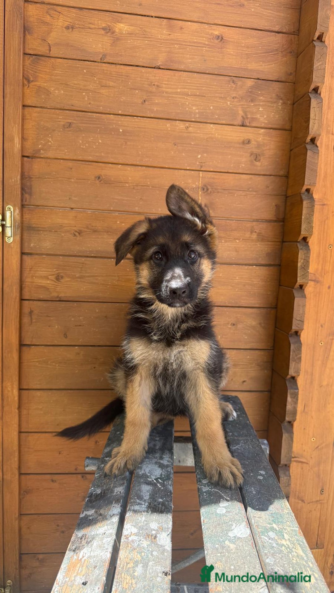 Pastor Alemán perros en venta: Cachorros con pedigree en Valencia - Imagen 2