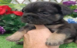 Bulldog Francés perros en venta: Big rope bulldog francés y fluffys - Imagen 3