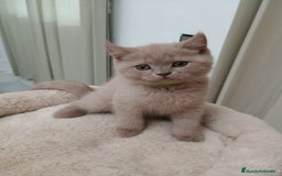 Británico de Pelo Corto gatos en venta: British shorthair Fawn - Imagen 2