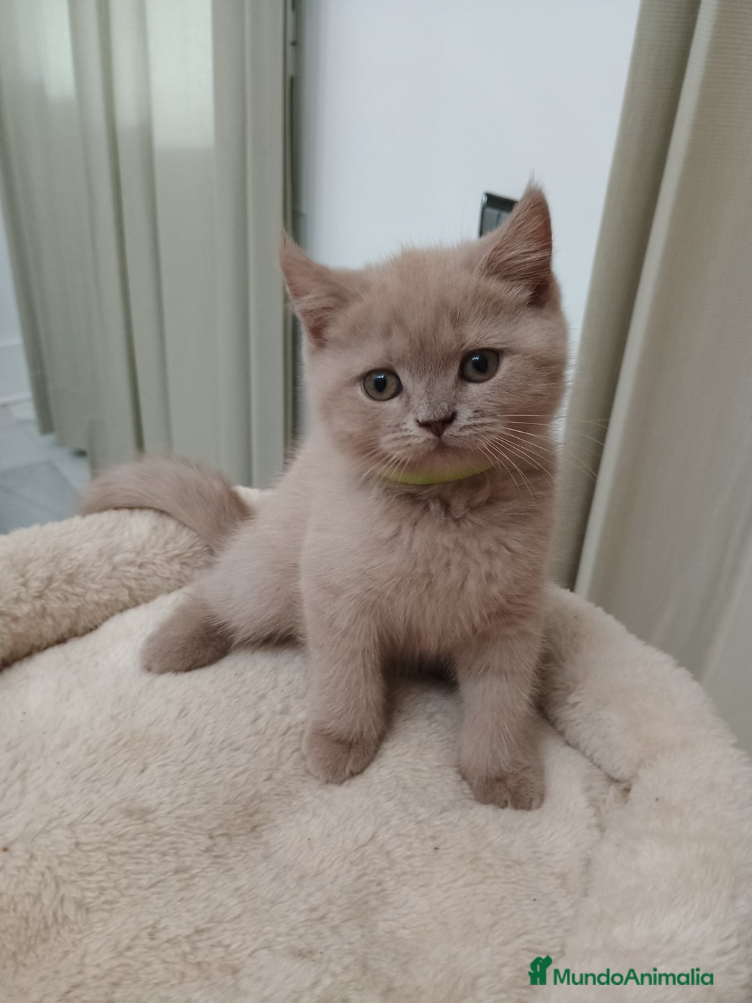Británico de Pelo Corto gatos en venta: British shorthair Fawn - Imagen 2