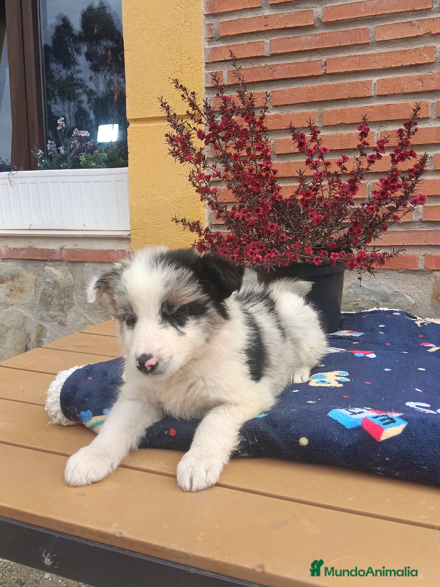 Border Collie perros Border collie.  - Anuncio 2