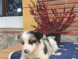 Border Collie perros Border collie. - Anuncio 2