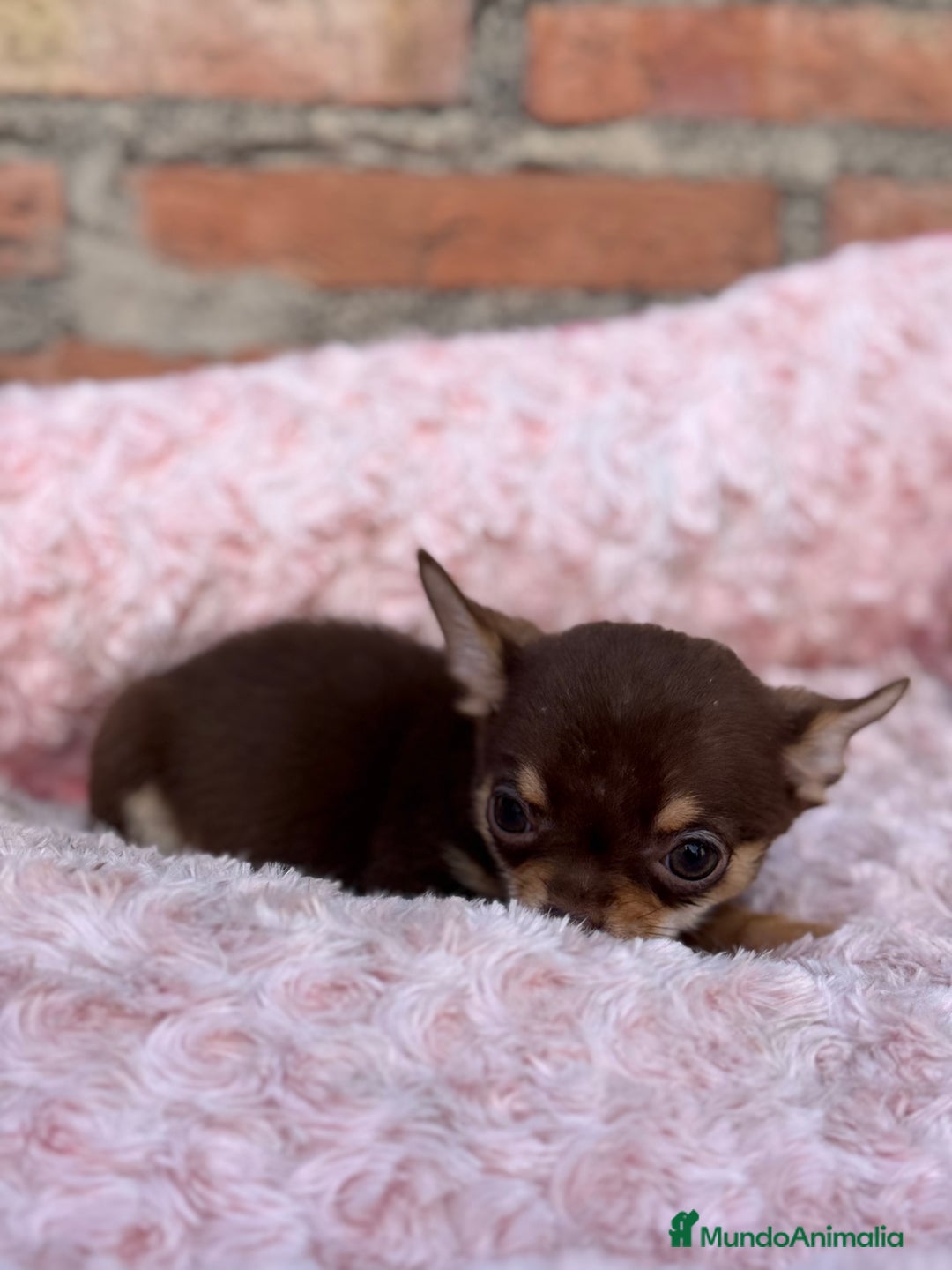 Chihuahua perros en venta: Chihuahua cabeza manzana toy macho - Anuncio 2