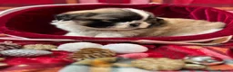 Shih Tzu perros en venta: Shih tzu  - Anuncio 2