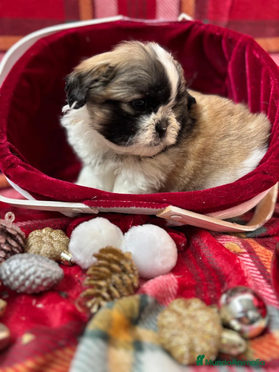 Shih Tzu perros en venta: Shih tzu  - Anuncio 2