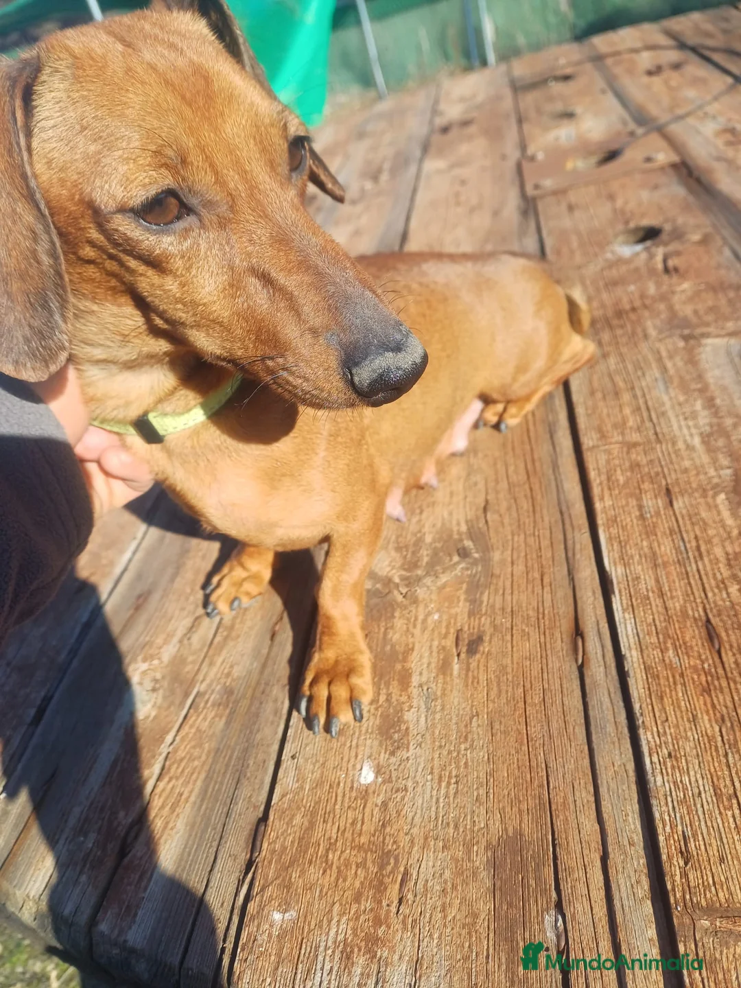 Teckel perros en venta: TECKEL ROJO MACHO en Madrid - Anuncio 8