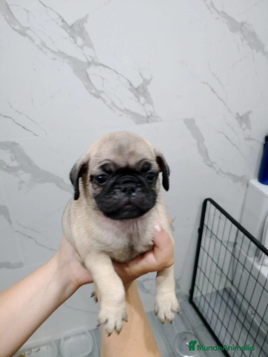 Carlino - Pug perros en venta: Carlino-Pug  - Anuncio 1