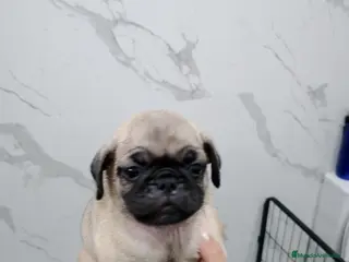 Carlino - Pug perros Carlino-Pug - Anuncio 3