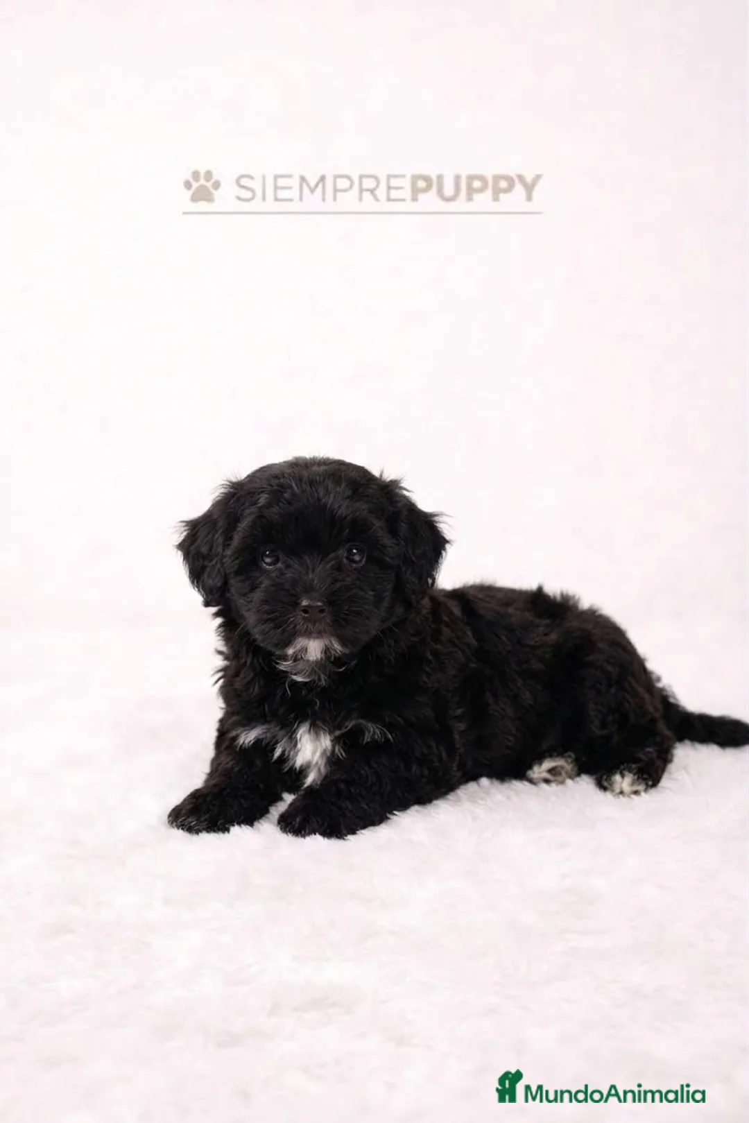 Maltipoo perros en venta: MALTIPOO TOY NEGRITA - Anuncio 2