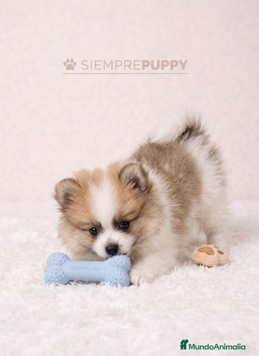 Pomerania perros POMERANIA PARTY TOY - Anuncio 6