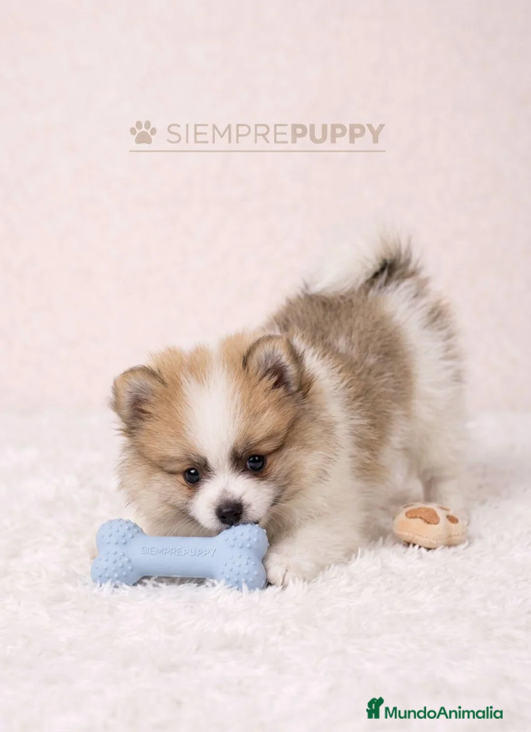 Pomerania perros en venta: POMERANIA PARTY TOY - Anuncio 1