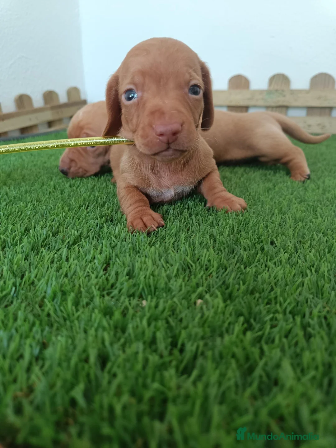 Teckel Miniatura perros en venta: Teckel mini  - Anuncio 4