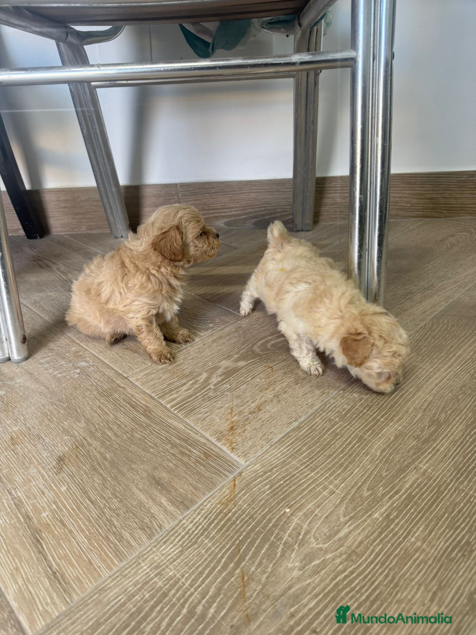 Maltipoo perros Maltipoo Toy preciosos disponibles  - Anuncio 2