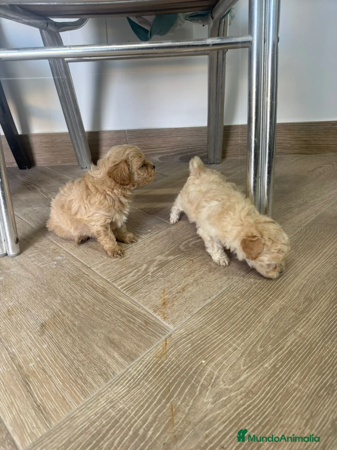 Maltipoo perros en venta: Maltipoo Toy preciosos disponibles  - Anuncio 1