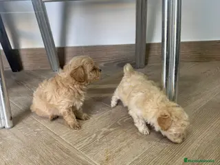 Maltipoo perros Maltipoo Toy preciosos disponibles - Anuncio 2