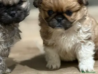 Pekinés perros Preciosos Pekines disponibles para entregar - Anuncio 3