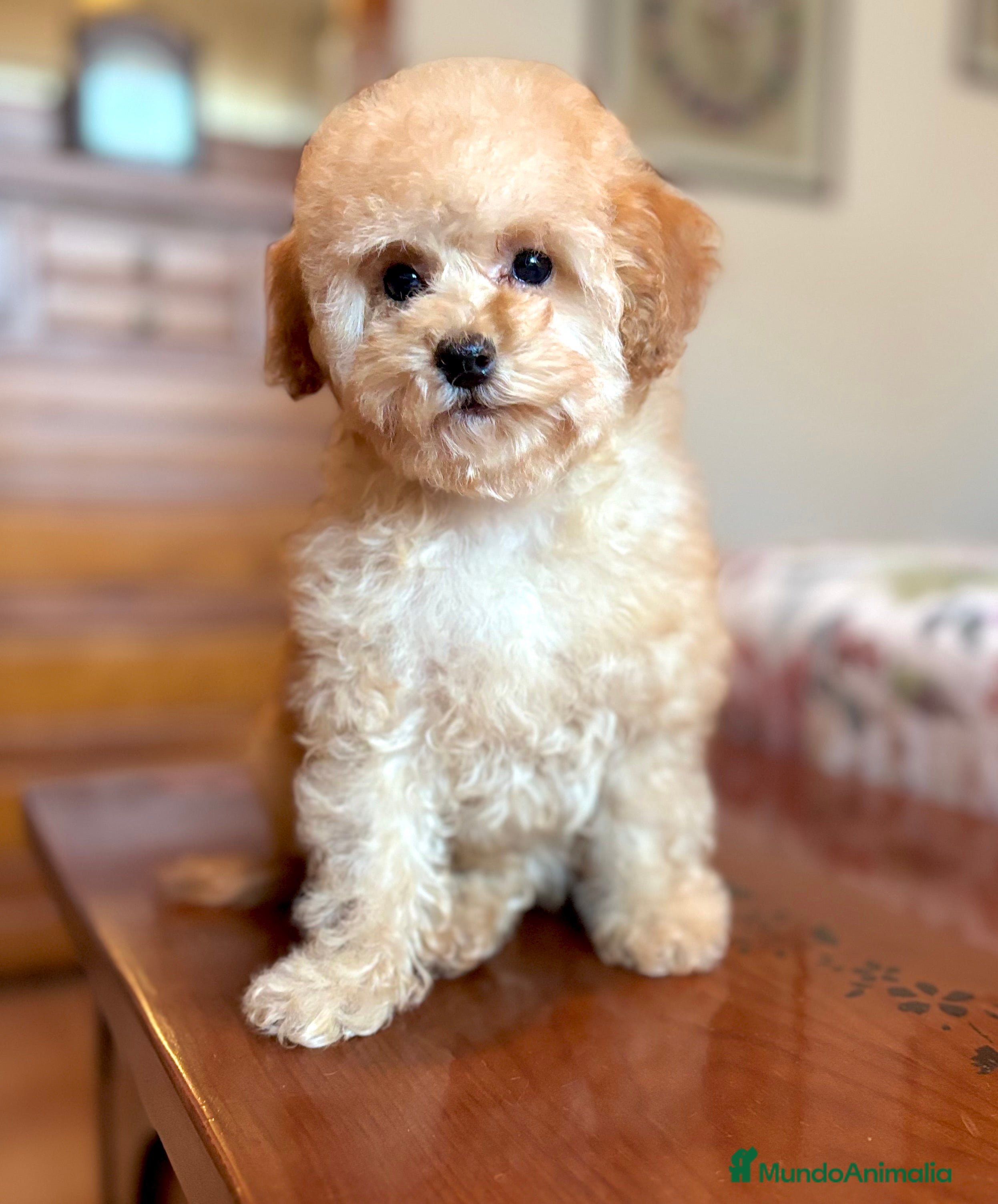 Caniche Toy perros Caniche toy apricot hembra !!! - Anuncio 2