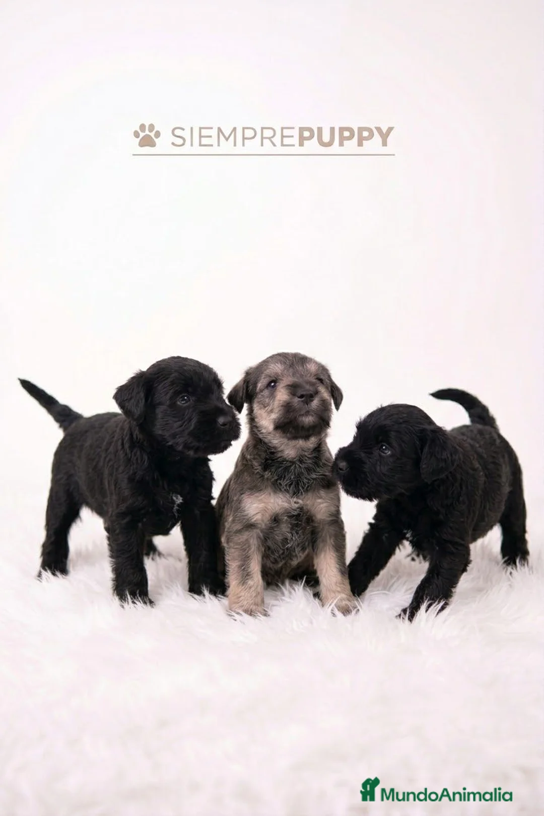 Schnauzer Miniatura perros en venta: SCHNAUZER MINI VARIOS COLORES - Anuncio 2