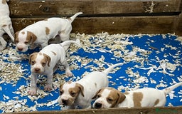 Pointer perros en venta: Benidorm Caraby pointer inglés  en Alicante - Imagen 4