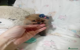 Pomerania perros en venta: ‼️POMERANIAS TAMAÑO TOY - Imagen 2