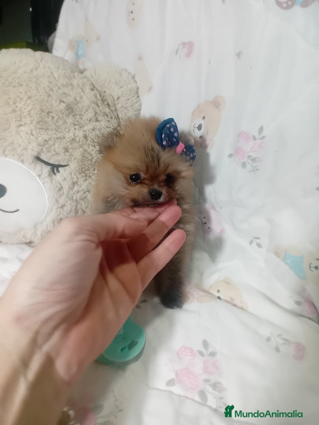 Pomerania perros en venta: ‼️POMERANIAS TAMAÑO TOY - Imagen 2