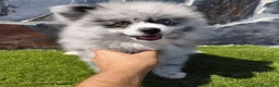 Spitz pequeño - Kleinspitz perros en venta: SPITZ ALEMÁN. POMERANIA - Anuncio 2