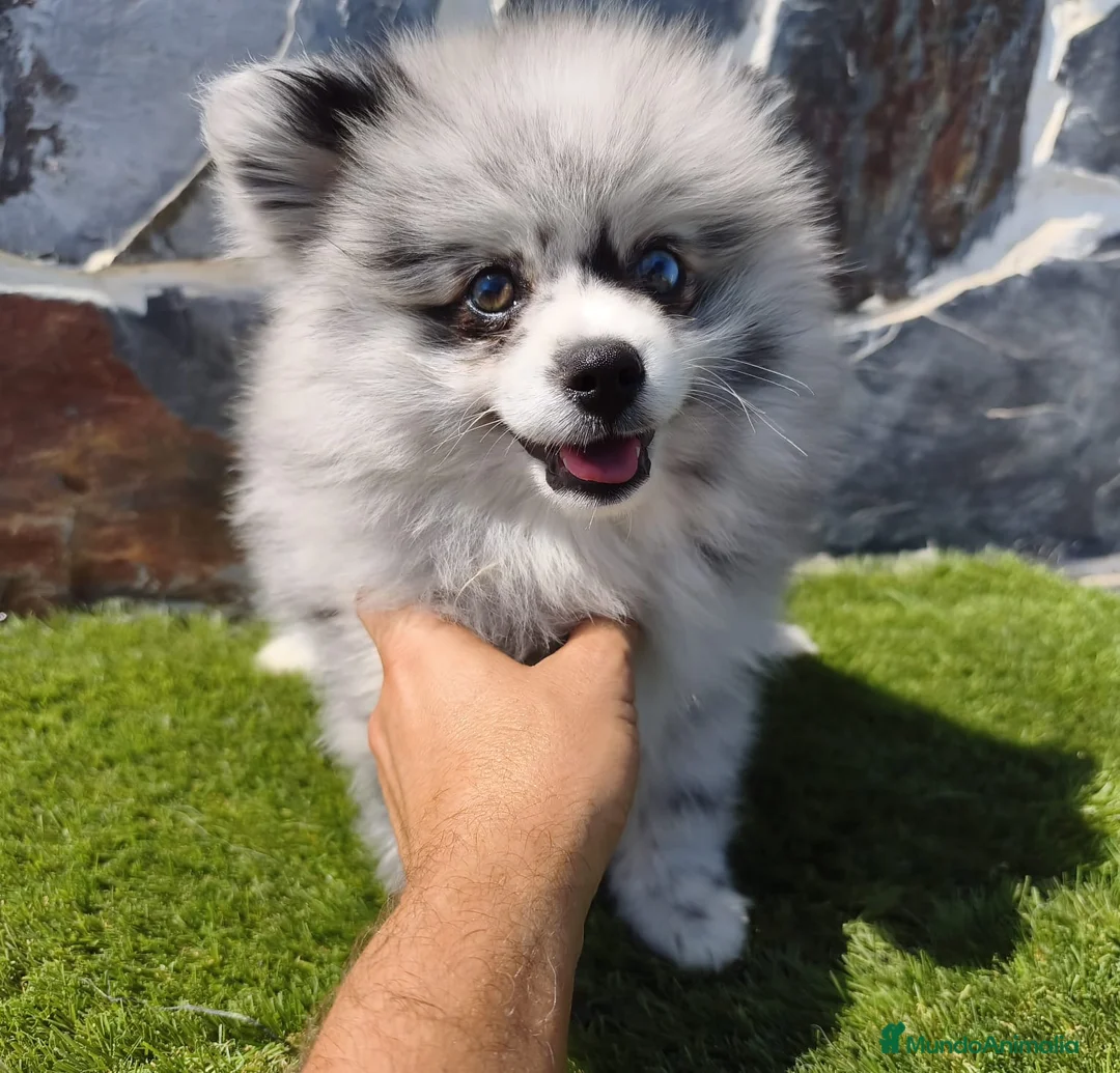 Spitz pequeño - Kleinspitz perros en venta: SPITZ ALEMÁN. POMERANIA - Anuncio 2
