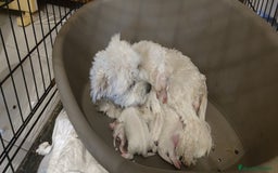 Bichón Maltés perros en venta: Bichón Maltés Toy  - Imagen 7