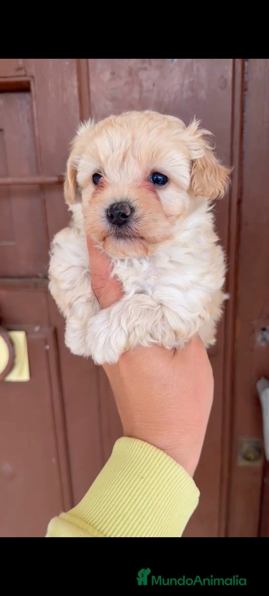 Maltipoo perros Maltipoo hembra y macho disponible  - Anuncio 1