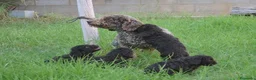 Perro de Agua Español perros en venta: CAMA DE PERRO DE AGUA ESPAÑOL  - Anuncio 1