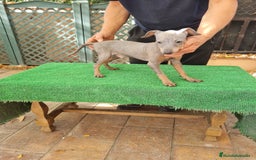 Pinscher Miniatura perros en venta: Pinscher  mini - Imagen 4