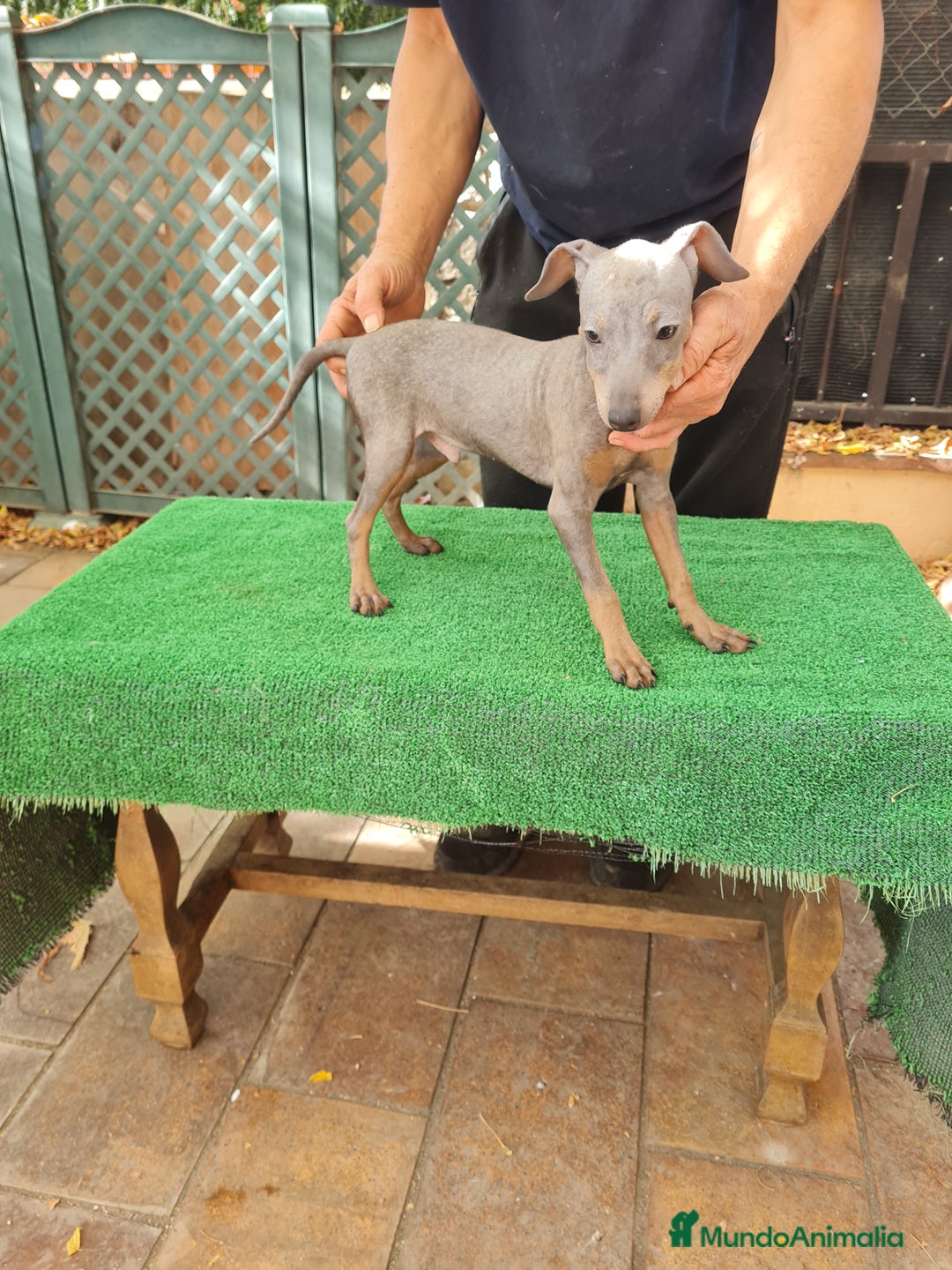Pinscher Miniatura perros en venta: Pinscher  mini - Imagen 4