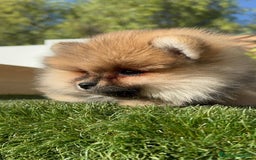 Pomerania perros en venta: POMERANIA HEMBRA - Imagen 7