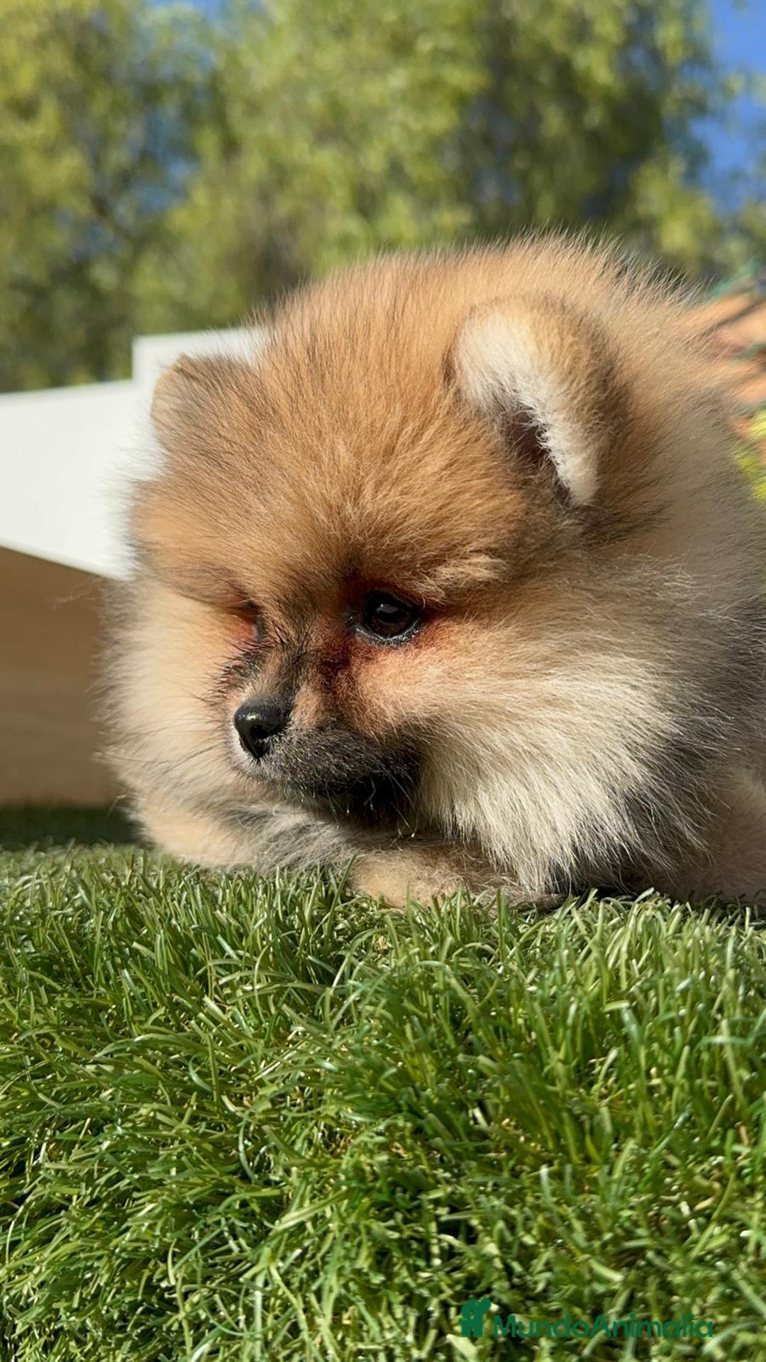 Pomerania perros en venta: POMERANIA HEMBRA - Imagen 7